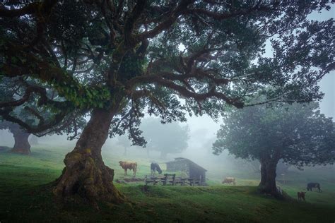 25 Photos of Madeira's Dreamy Fanal Forest by Albert Dros