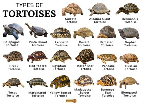 Tortoise Facts, Types, Classification, Habitat, Lifespan, Diet