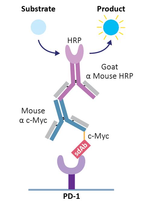 How to Detect Single Domain Antibodies | ProSci Incorporated