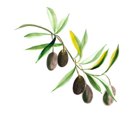 Olive Tree Clip Art, Vector Images & Illustrations - ClipArt Best ...