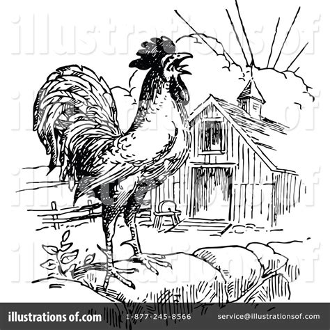 vintage rooster crowing clipart 10 free Cliparts | Download images on Clipground 2024