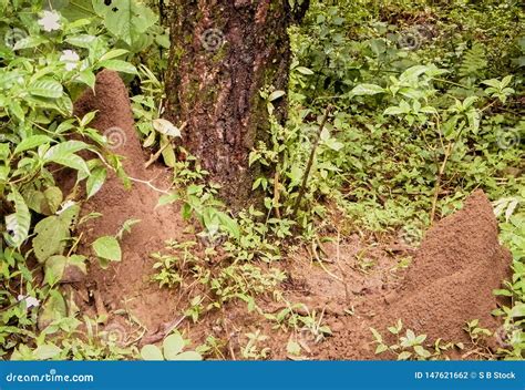 Ant House Nest Underground beside Tree in Rainforest. Millions of Ants ...