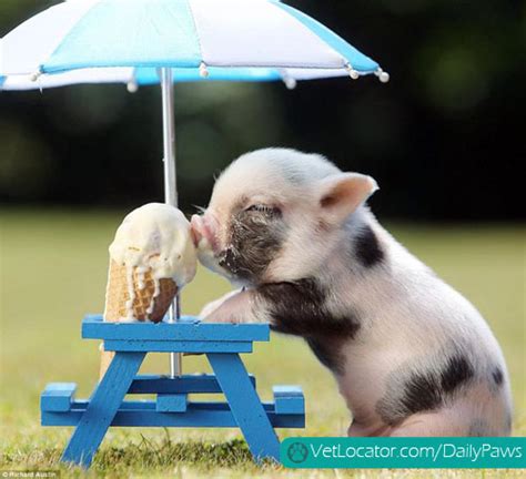 Daily Paws Picture of the Day: Baby Pig Eating Ice Cream! « Daily Paws