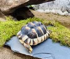 Marginated Tortoise for Sale | 100% Original Price & Diet | Reptile Base