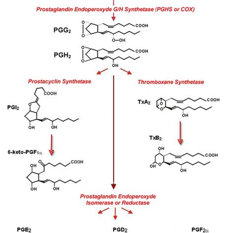 Structure of prostaglandin E 2 . | Download Scientific Diagram