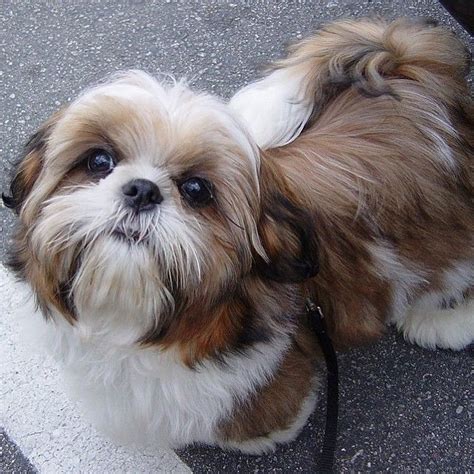 17 Things All Shih Tzu Owners Must Never Forget