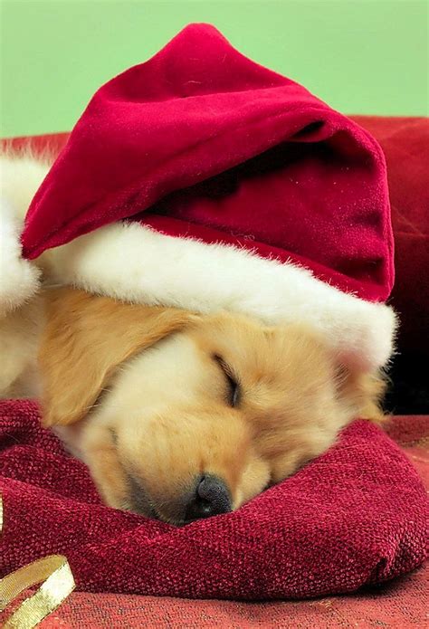 Xmas Puppies Wallpapers - Wallpaper Cave