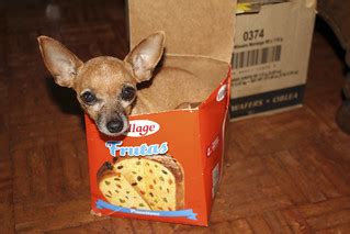 Box Dog | alcidesota@yahoo.com-OFF-For Several Months | Flickr