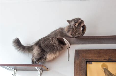 Cat Wall Shelves: Giving Your Feline a New Dimension of Exploration