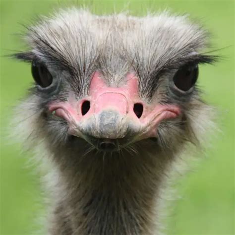 Ostrich - Facts, Diet, Habitat & Pictures on Animalia.bio