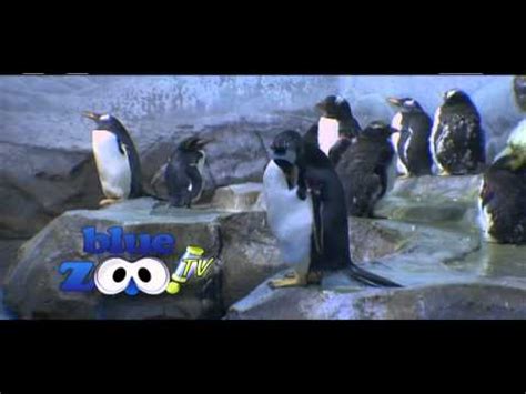 Penguins at Chattanooga Aquarium - Tennessee Tuxedo - YouTube