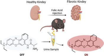 A NIR fluorescent probe for the detection of renal damage based on ...