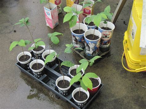 Paw Paw Seedlings available now - Pittsburgh, PA Patch