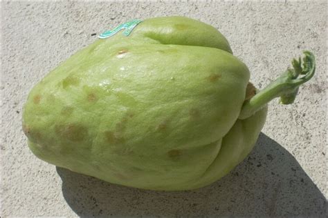 How to Grow Chayote from Seed (An Easy Gardening Guide)