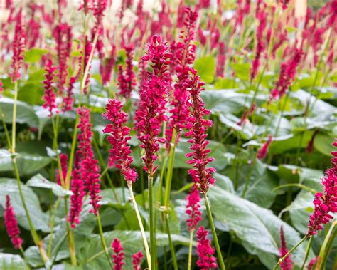 Persicaria varieties: 16 stunning varieties to grow | Gardeningetc