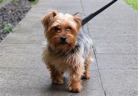 Adopt a Dog | Suzie, Terrier: Yorkshire | Dogs Trust Yorkshire Dog, Dog ...