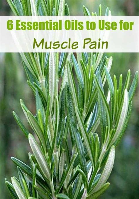 6 essential oils to use for muscle pain – Artofit