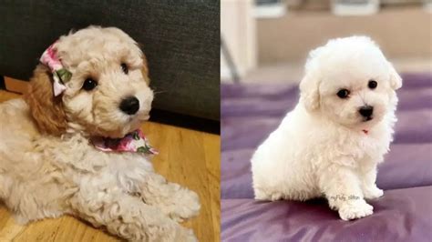 Bichon Poodle Mix - Truth About Poochon Dogs