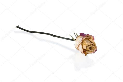 Withered Rose — Stock Photo © yulan #12455422