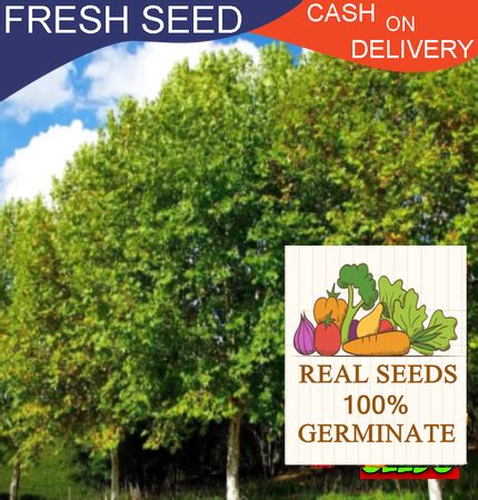 High-Quality " Common Sycamore Tree Seeds K106" 1 Gram Approximately ...