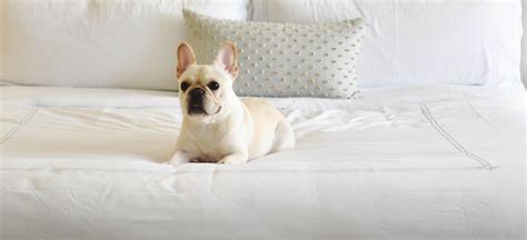 The Best Pet-Friendly Hotels In Every Southern State