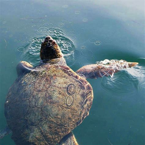 Sea Turtle Tortoise Food, Tortoise Habitat, Tortoise Care, Sulcata ...