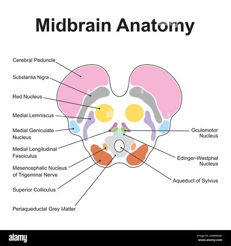 Midbrain anatomy, illustration Stock Photo - Alamy