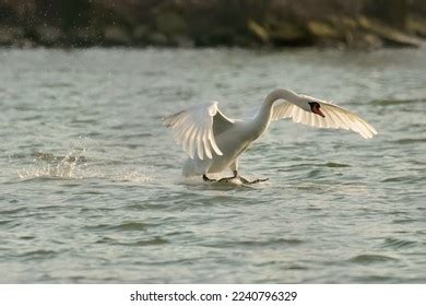 Fast Swan Stock Photos - 622 Images | Shutterstock