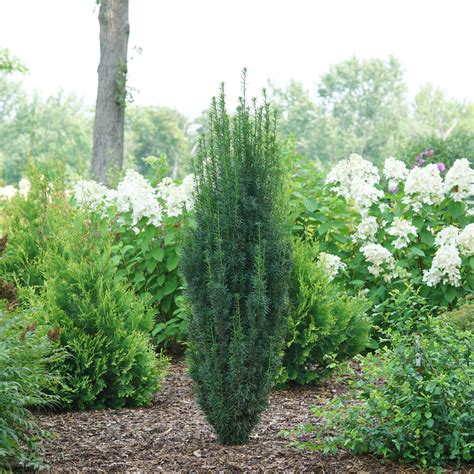 Stonehenge Skinny yew is a space saving evergreen that naturally grows ...