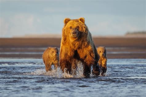 25 Wildlife-Winning Photos From The 2024 reFocus Color Photography Awards