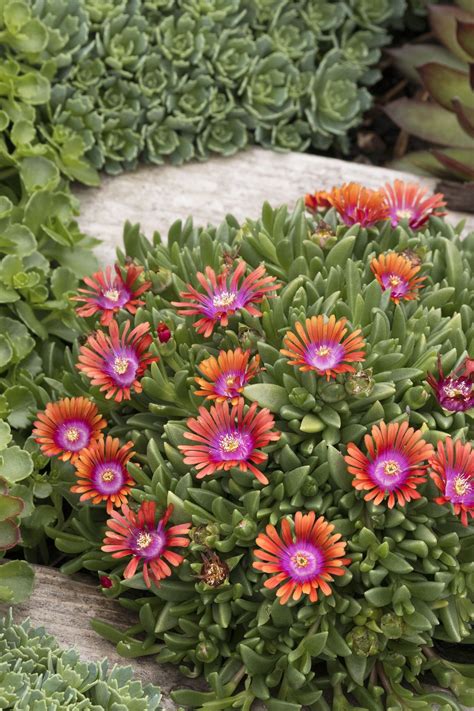 Stunning tri-colored flowers cover a tight, fast spreading mat of ...