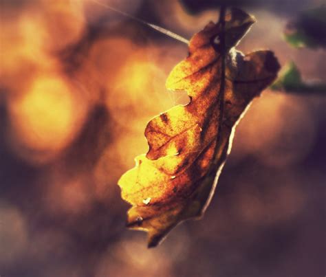 Autumn leaves on Behance