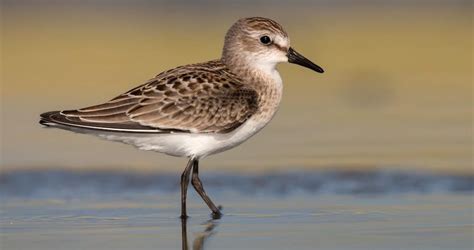 Sandpiper | Sandpiper, Breeds, Bird guides