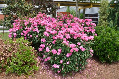 Double Knockout® Roses | What Grows There :: Hugh Conlon, Horticulturalist, Professor, Lecturer ...