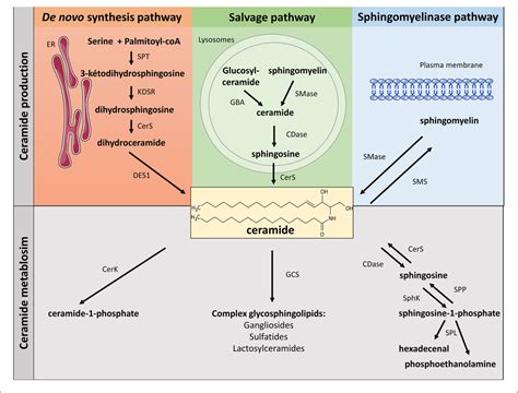 Figure 1 from Sphingolipid Metabolism and Signaling in Skeletal Muscle: From Physiology to ...