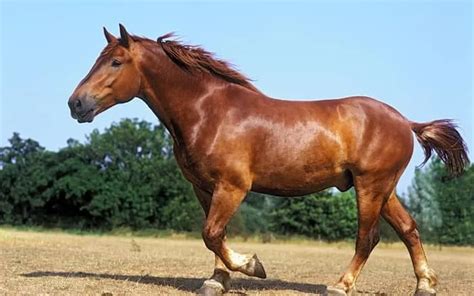 Suffolk Punch Horse: Most Important Information About This Rare Breed ...