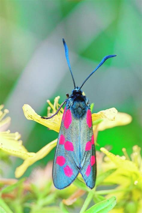 Five-spot Burnet Moth Photograph by Gustoimages/science Photo Library ...