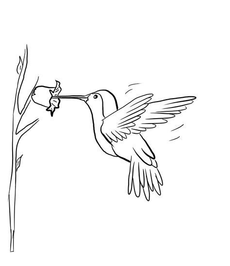 Free Printable Hummingbird Coloring Pages For Kids