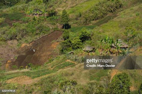 203 Papua New Guinea Agriculture Stock Photos, High-Res Pictures, and Images - Getty Images