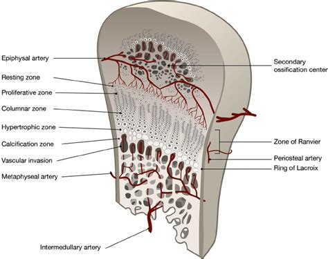 Anatomy and blood supply of the physis. The physis has been expanded to...