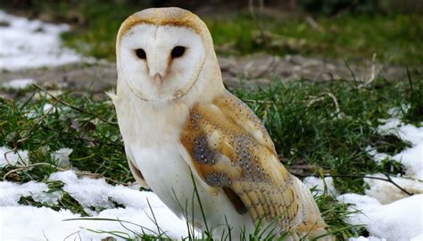 Barn Owls – Wildlife Leadership Academy