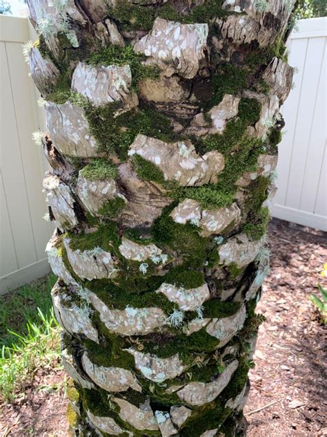 Is this lichen or some other fungus on my palm tree? - Gardening & Landscaping Stack Exchange