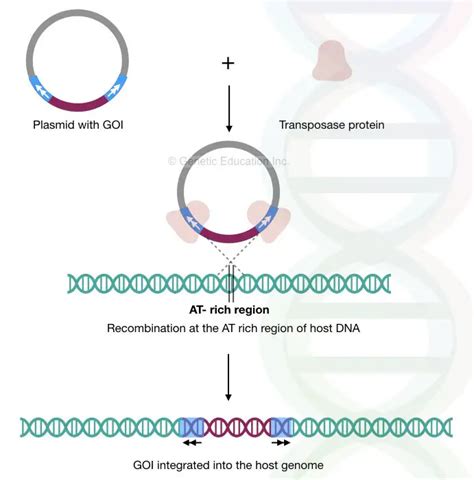 Sleeping Beauty Transposon System: The Future of Gene Therapy