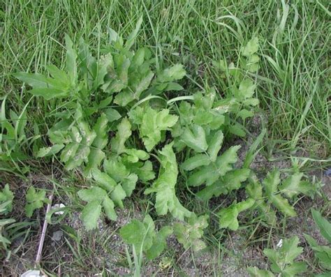 Rice County Invasive Species Spotlight: Wild Parsnip | Rice Soil and Water Conservation District