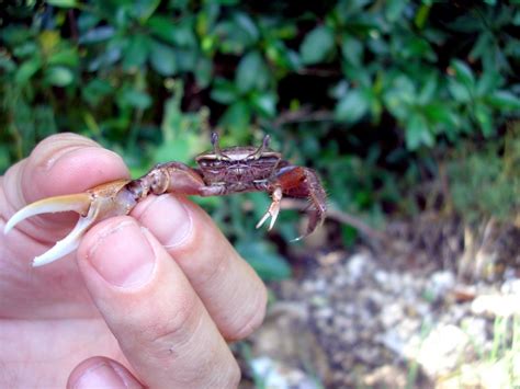 Fiddler Crab – "OCEAN TREASURES" Memorial Library