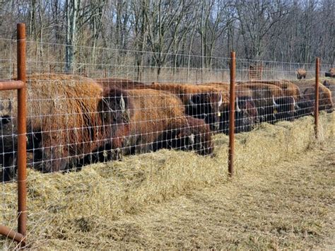 Bison Farming 101: An in-depth Guide on Raising Bisons