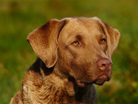 Chesapeake Bay Retriever | Hunter dog, Chesapeake bay retriever, Retriever