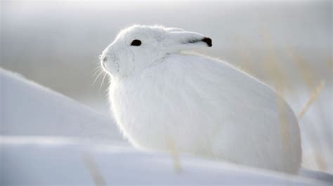 Snow Bunny - Wallpaper, High Definition, High Quality, Widescreen | Rabbit wallpaper, Bunny ...