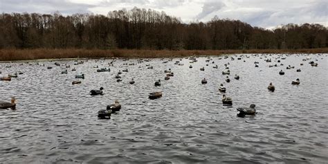 Duck Decoys: Why Mixed Spreads Just Work for Duck Decoy Strategy