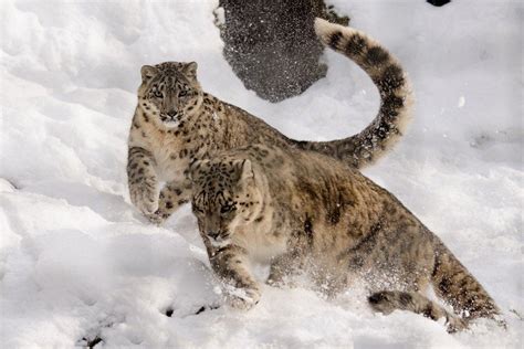 13 Wild Animals in Tajikistan [Wildlife in Tajikistan] - Kevmrc